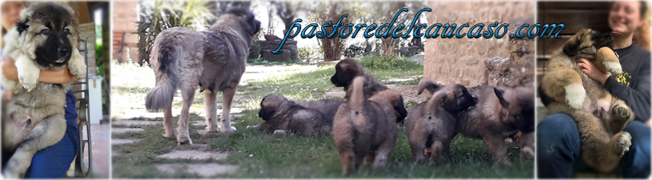 Feeding the Caucasian Shepherd Pastore del Caucaso